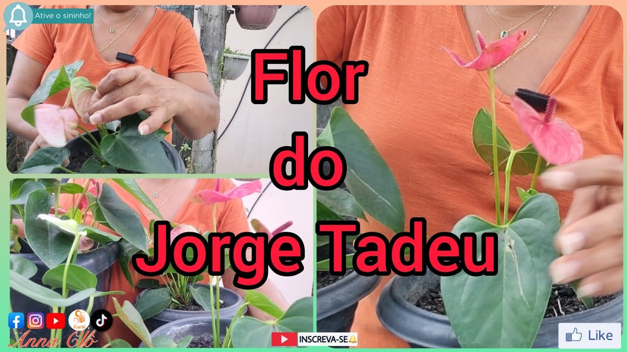 Como plantei  a Flor do Jorde Tadeu (Ant&uacute;rio)