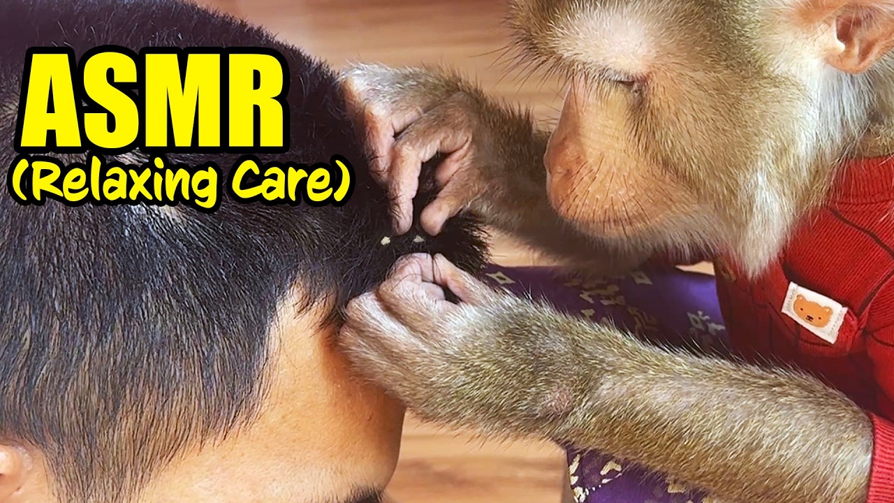 The Unintended ASMR of Monkeys Grooming Humans