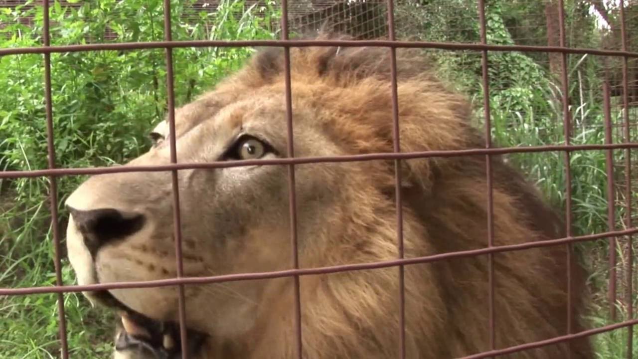 Grumpy Lions!