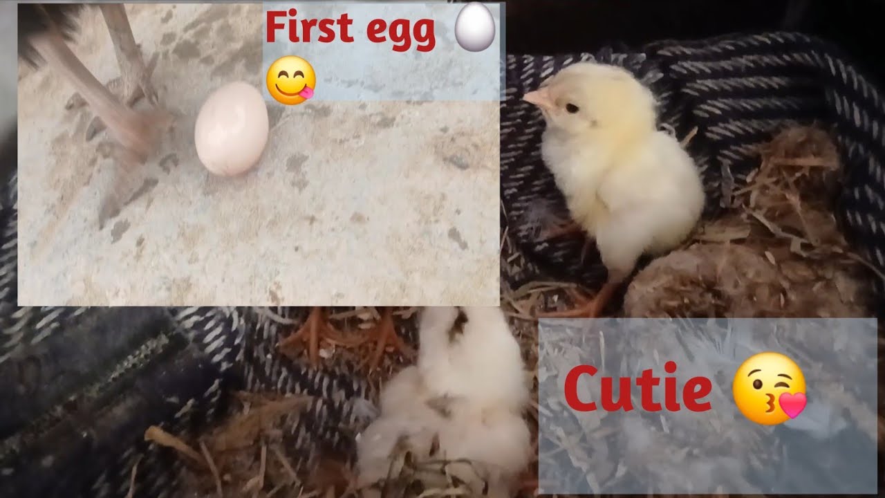Hen laying to hatching cuite chicks 😍 process 