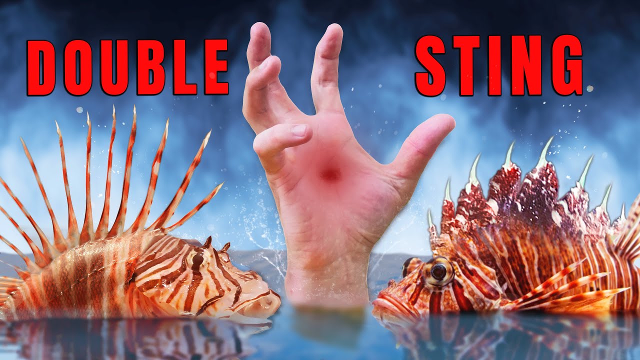 Stung Twice! Scorpion fish vs Lion fish!