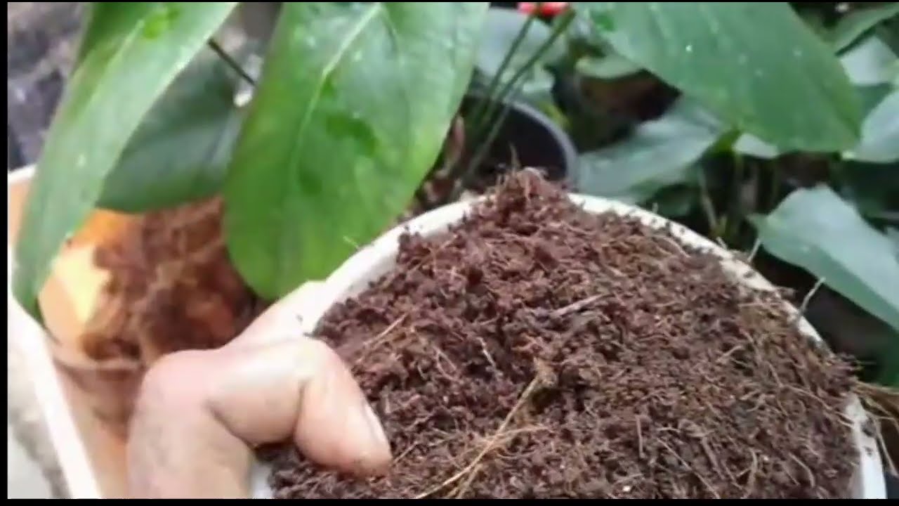 Cut මුල් ඉක්මනින් අද්දවා ගමු