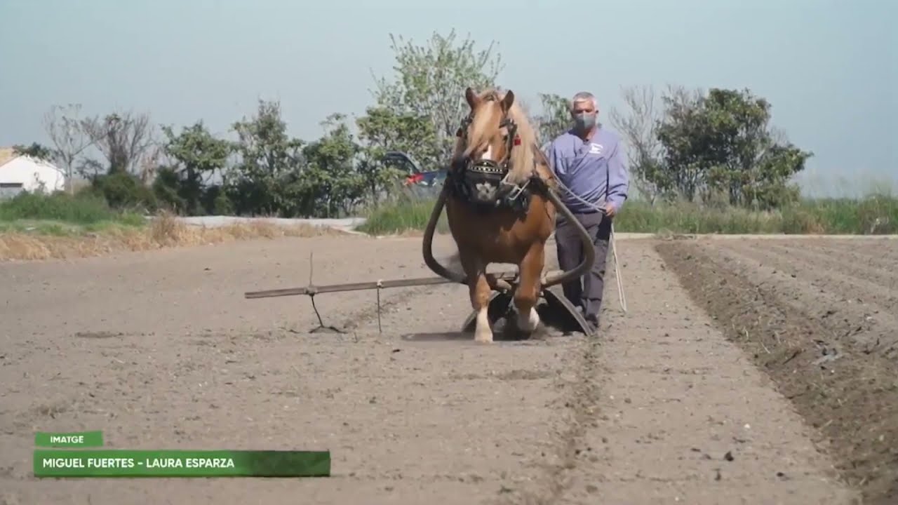 #TerraViva - Rafa Chulvi, agricultura tradicional amb animals a la Ribera Alta 24.03.2021
