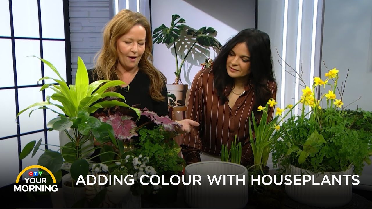 Adding Colour with Houseplants | Your Morning