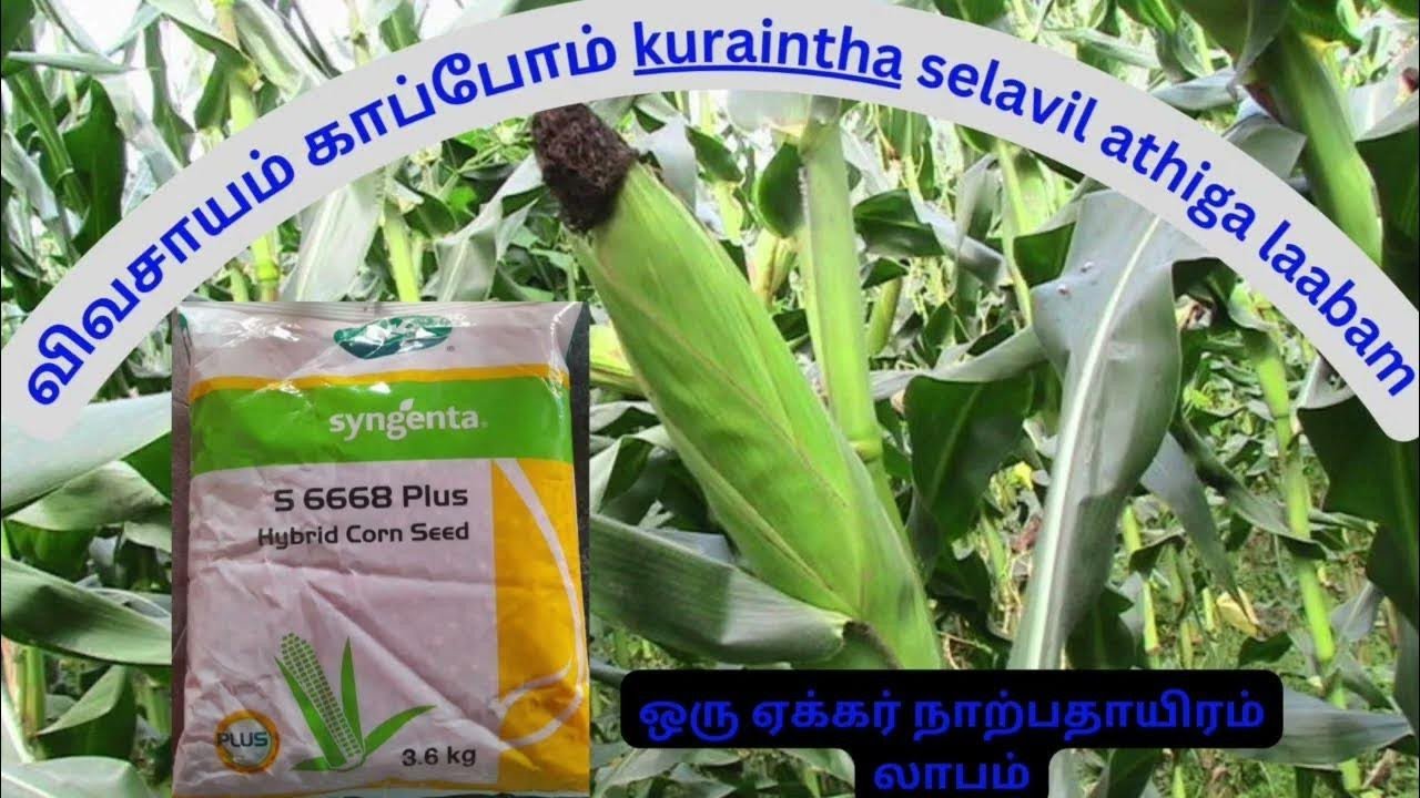 NK 6668 MAKKASOLAM @NAAMUZHAVAN#trichy #thuraiyur #vivasayi #vivasayam #makkasolam #samba #tamilan