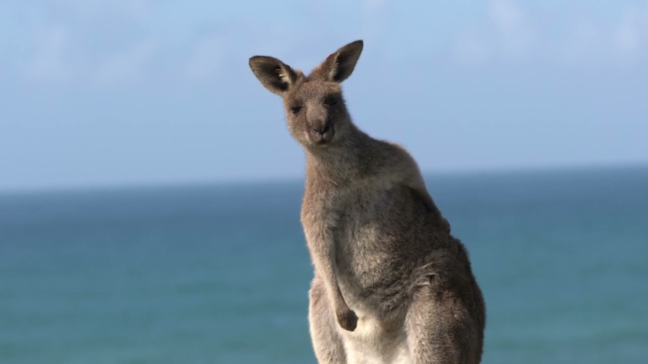 Bird watching and wildlife Coffs Harbour Australia 2023.