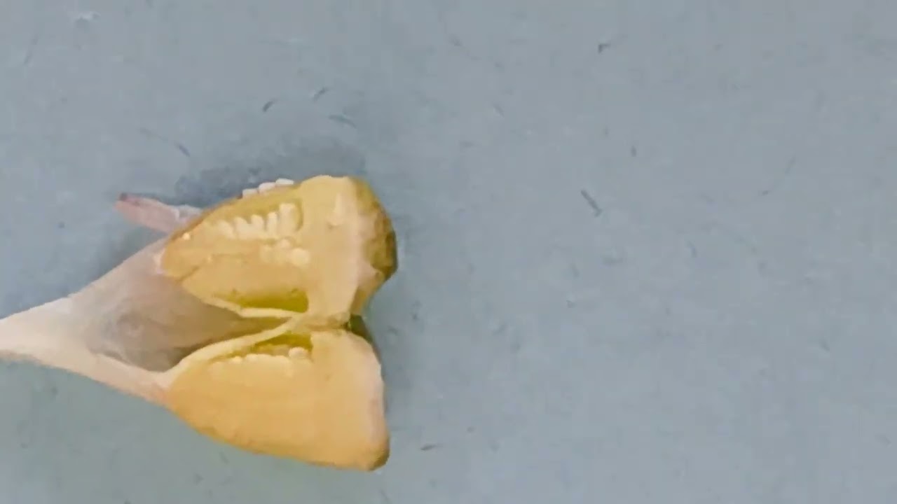 Male and female parts of a flower