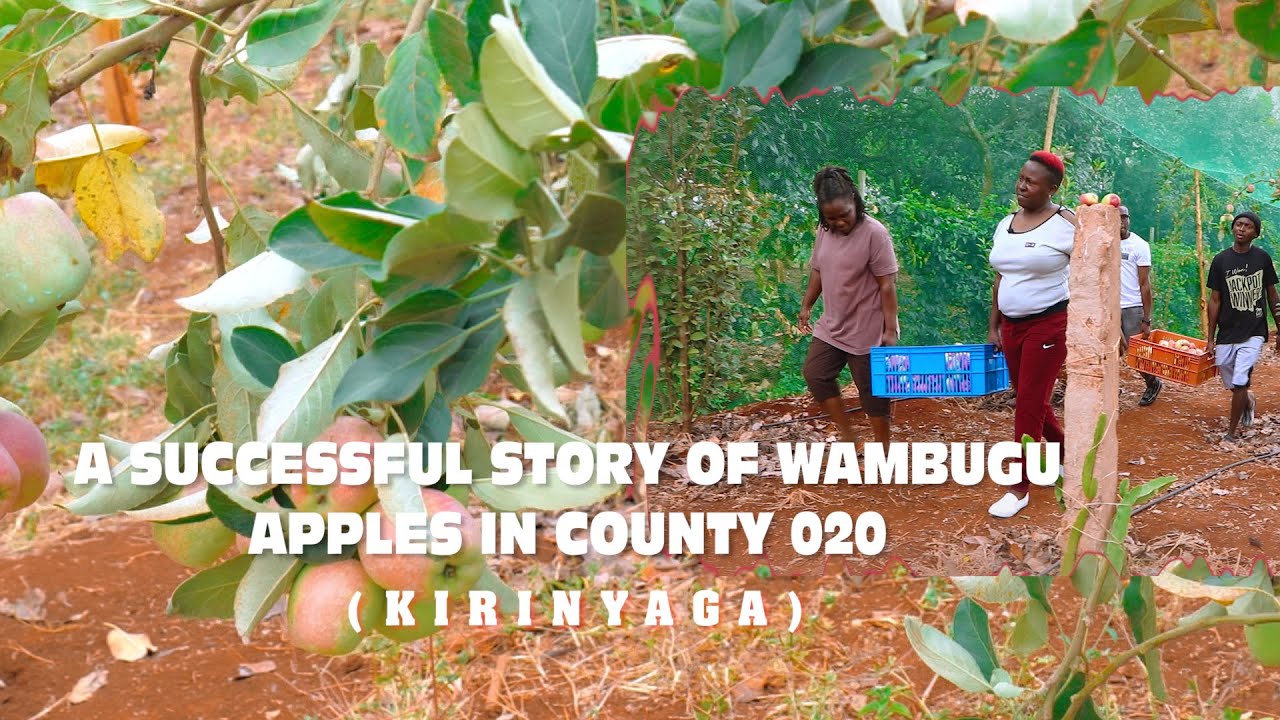 A SUCCESSFUL STORY OF WAMBUGU APPLES IN COUNTY 020(KIRINYAGA)