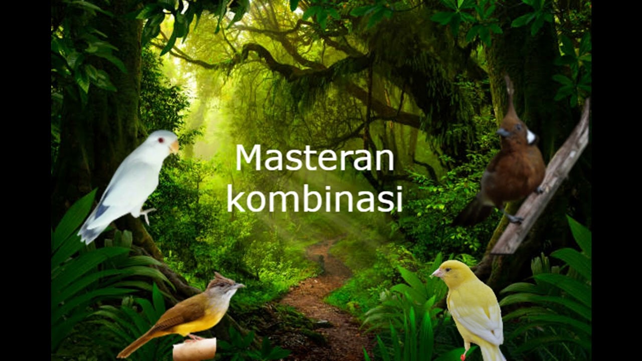 MASTERAN KOMBINASI LB,KATEM,KENARI,CILILIN + GEMERCIK AIR 2 JAM JEDA 1 MENIT - JERNIH