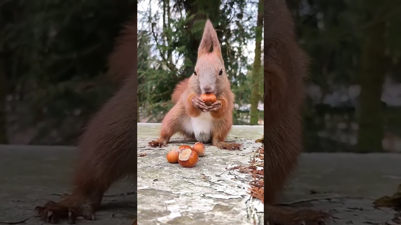 🐿Wiewi&oacute;rka - orzeszek😍 #shorts #wiewi&oacute;rka #squirrel #redsquirrel #springiscoming #sweetanimals