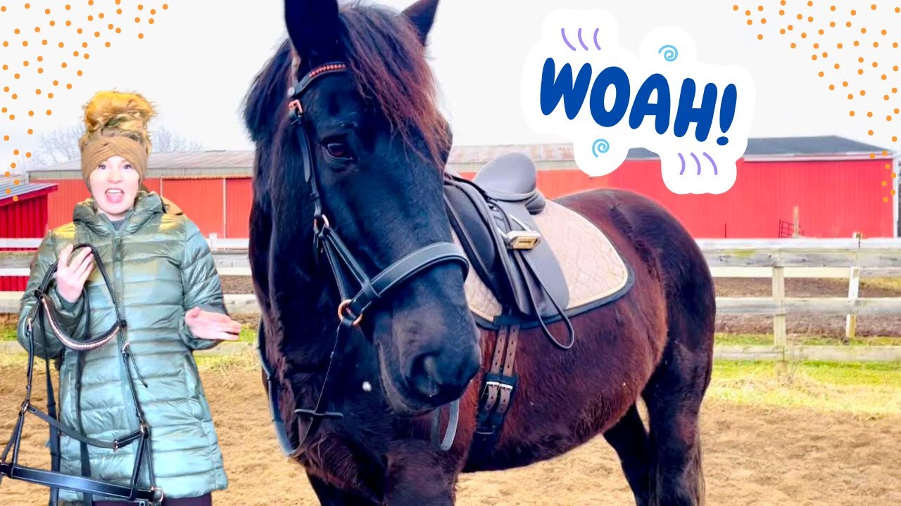 I TRIED RIDING MY DRAFT HORSE BITLESS AND…
