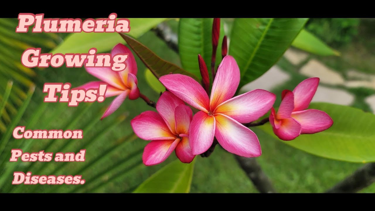 Plumeria Tips Common Pests and Diseases!