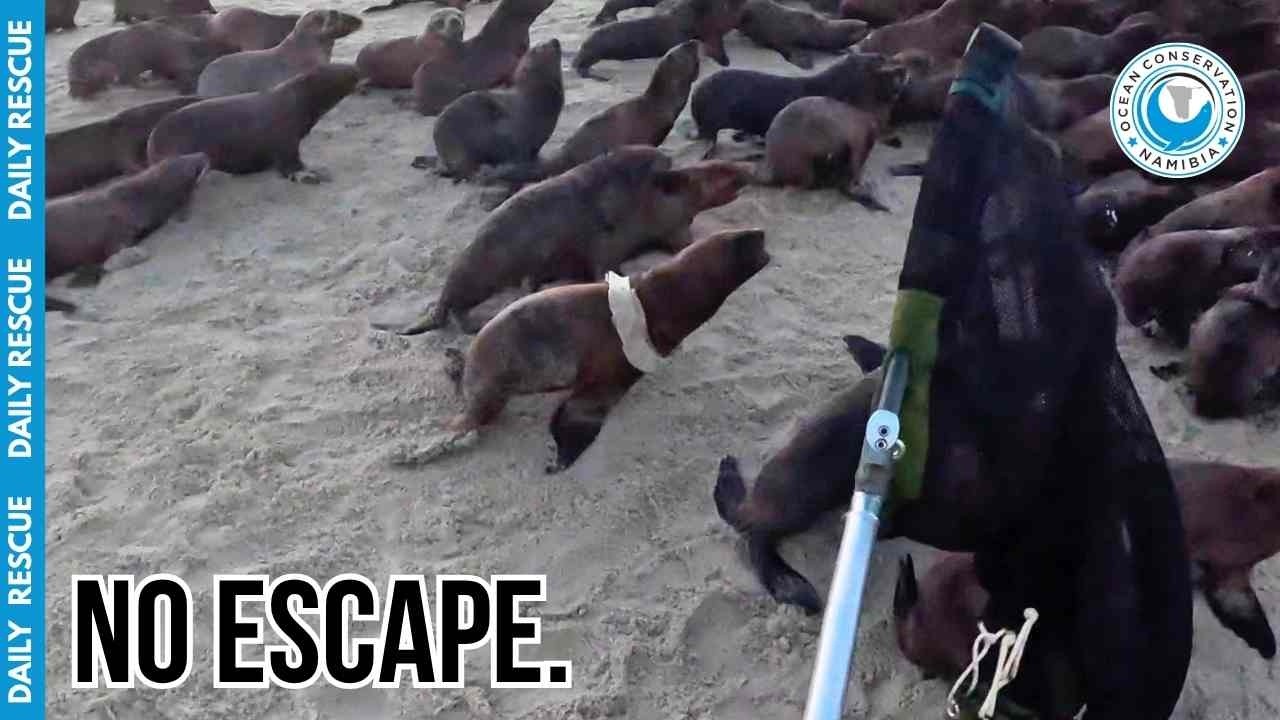 Racing to Save Seals on the World&rsquo;s Most Isolated Beach