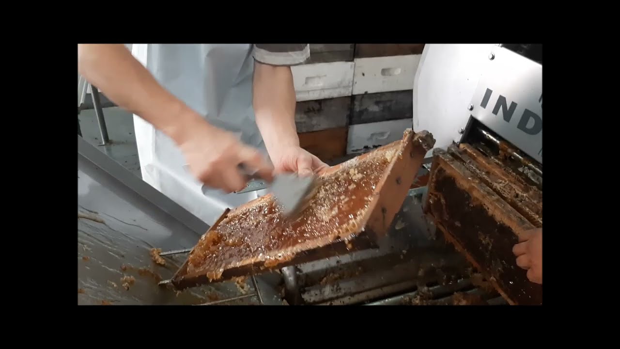 Cosechando Miel de Abeja Apicultura 👉 Trabajando: sala de extraccion de miel con Enrique Klauser 🐝