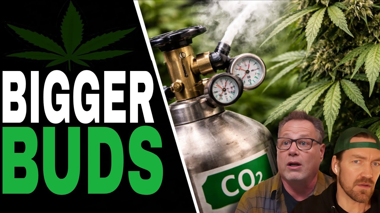 Простые приемы выращивания конопли с использованием CO2 для достижения огромного роста растения.