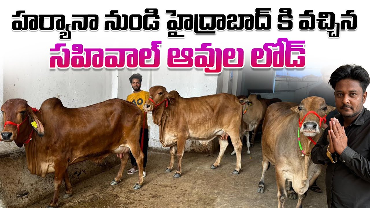 హర్యానా నుండి హైద్రాబాద్ కి వచ్చిన సహివాల్ ఆవుల లోడ్ | Sahiwal cows Load 