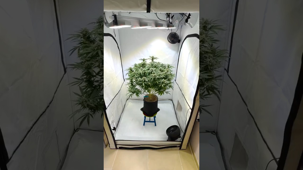 Mimosa [Mid Bloom] 🌿 Full Tent Growth &ndash; Dense Canopy & Vibrant Development