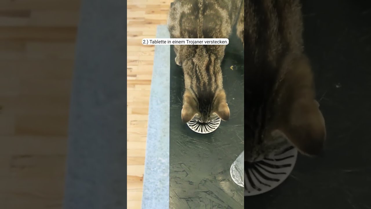 9 Wege um deiner Katze die nötigen Tabletten zu verabreichen