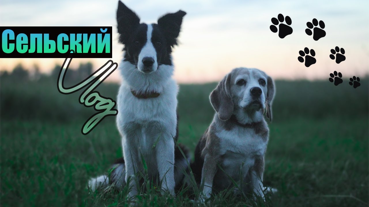 Сельский VLOG ~ Собак покусали ПЧЁЛЫ | Прогулки по полю с собаками