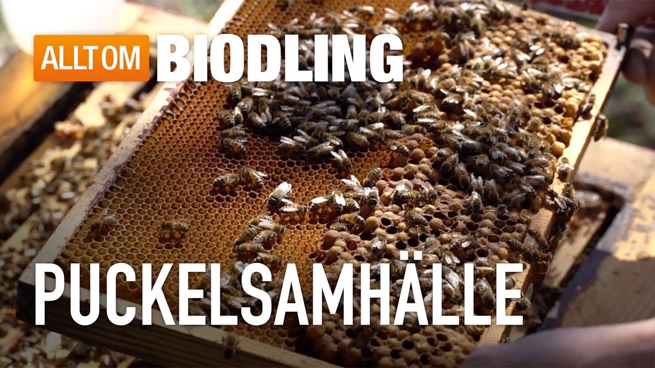 Puckelsamhälle - Biodling