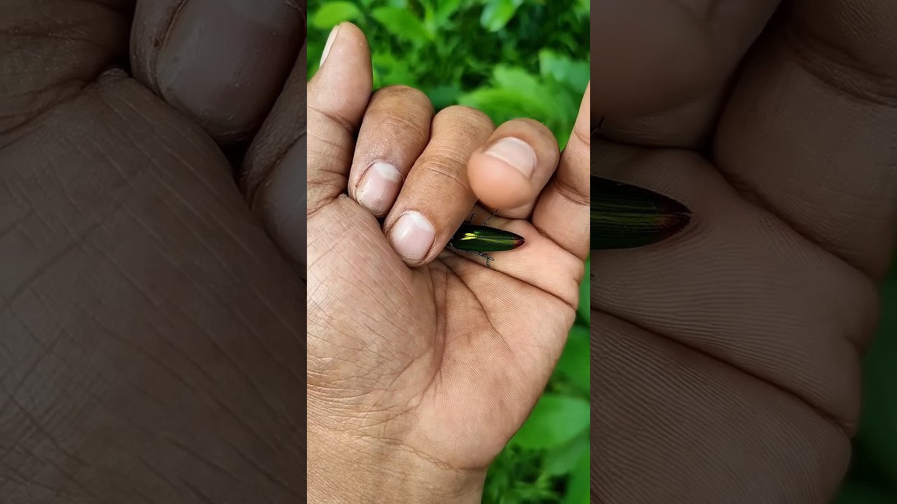 the bright green shiny beetle I have ever found ofits kind #insects #nature #beautifulinsects🦟🦟🦟