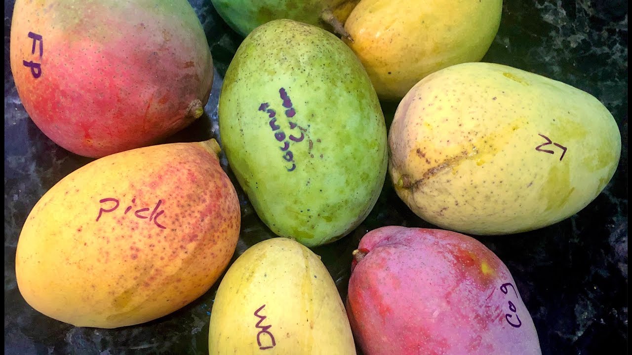Our Top Five Favorite Mangos Varieties to Grow and Eat in Sarasota, Florida