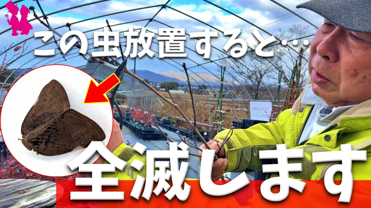 【注意喚起】全国で大量発生のチュウゴクアミガサハゴロモについて見解を話します