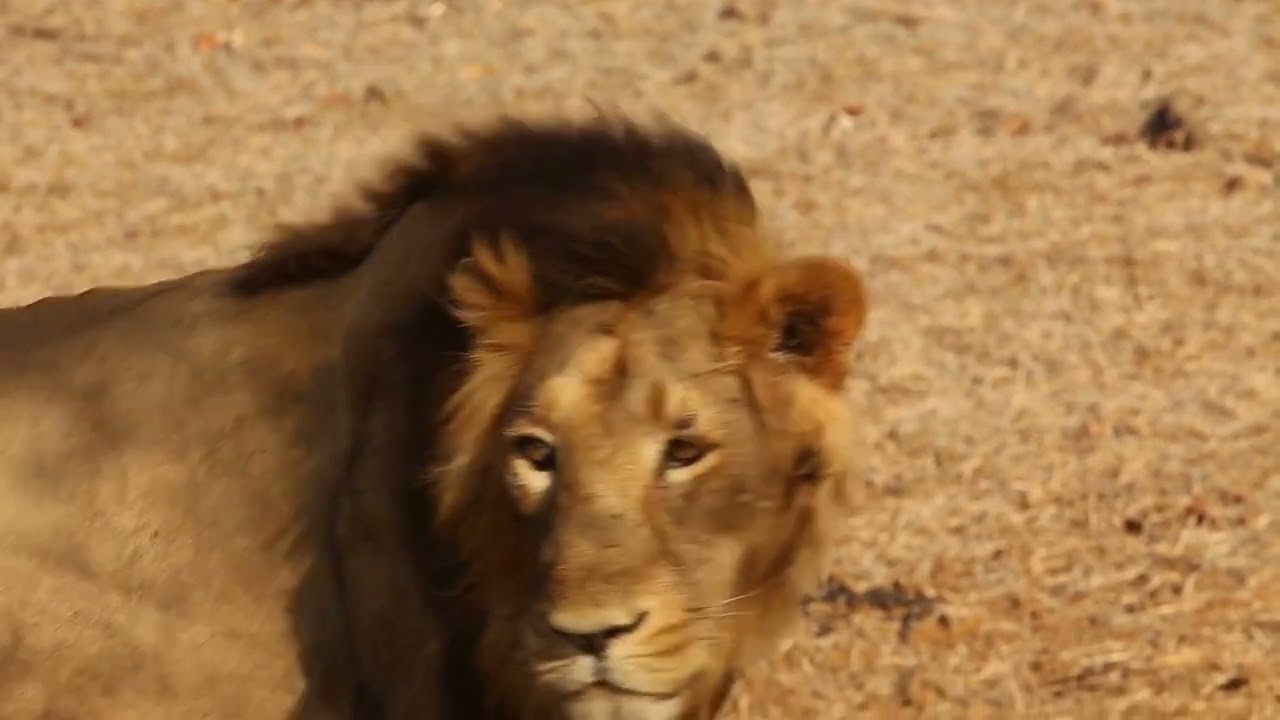 The Big cats-Lions