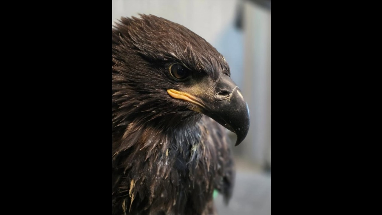 Update on The Eaglet Snow June 8, 2026