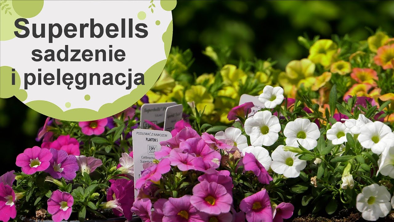 Superbells i Calibrachoa Pocket. Piękne i odporne kwiaty na balkon i taras. Sezon 2024