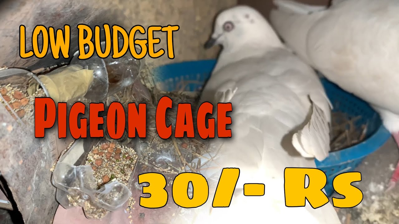 BREEDING SETUP #vlog #pigeon #breedingpigeons #fancypigeon