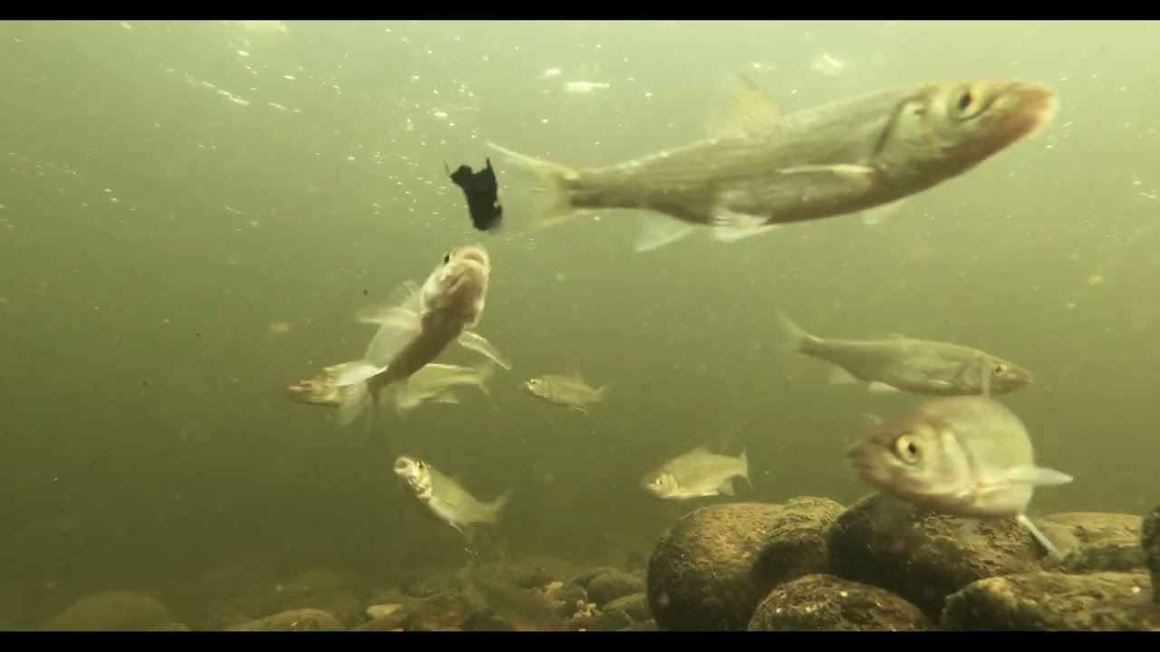 Little River (Official Trailer) 2022