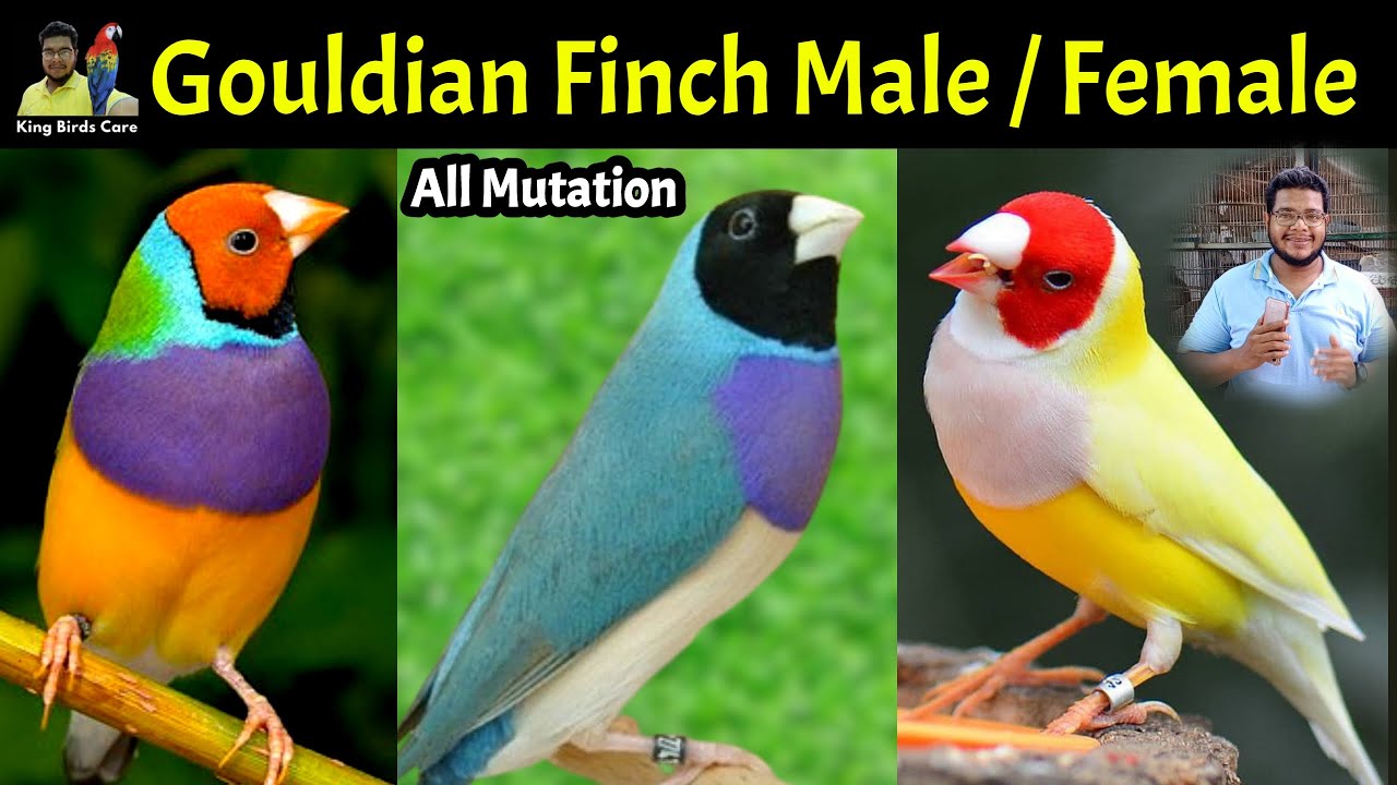 Gouldian finch male female difference | Lady Gouldian finches gender identity | Gouldian mutation