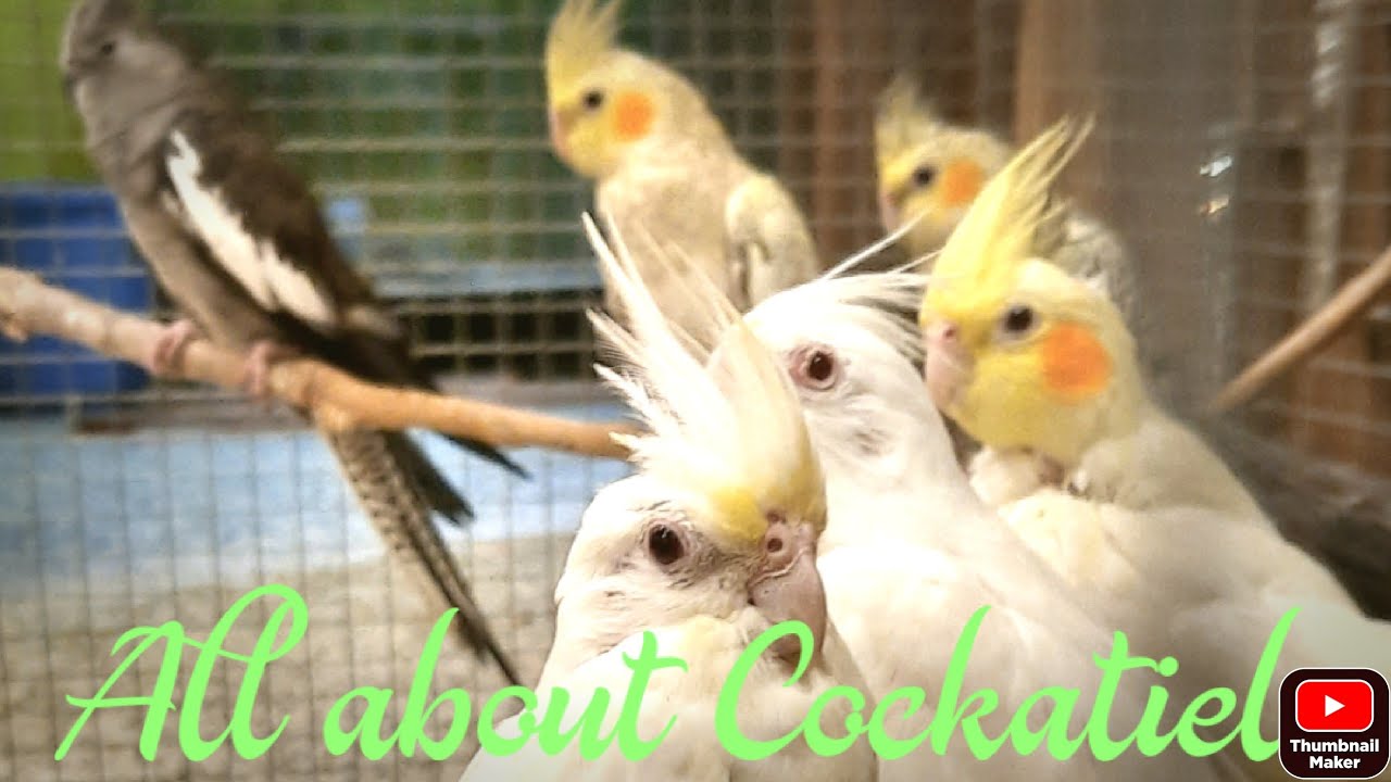Cockatiels #breedingCare #deworming  #secretTip #propercare  #breedingFormula #fastprogress