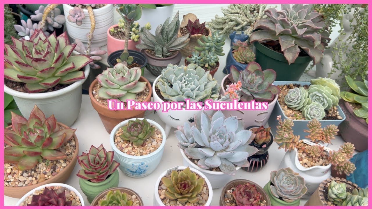 Un Paseo por las Suculentas
