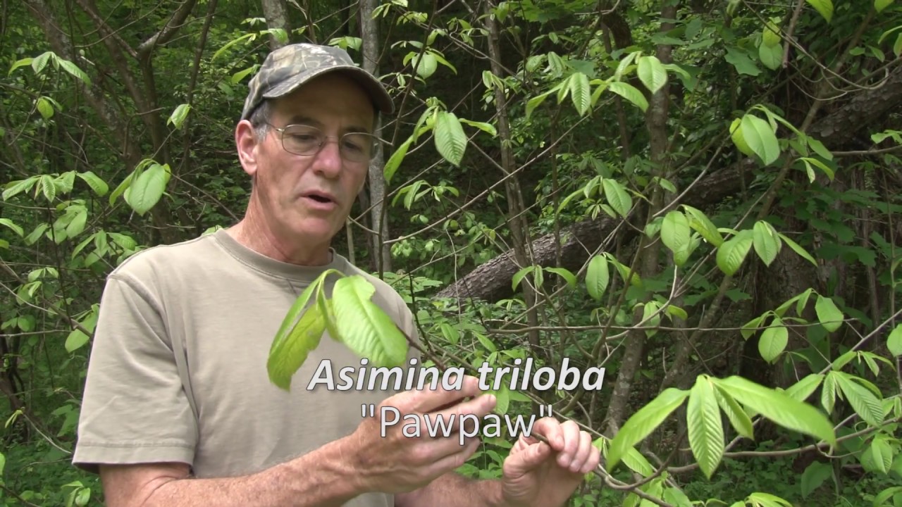 West Virginia Forest Plants