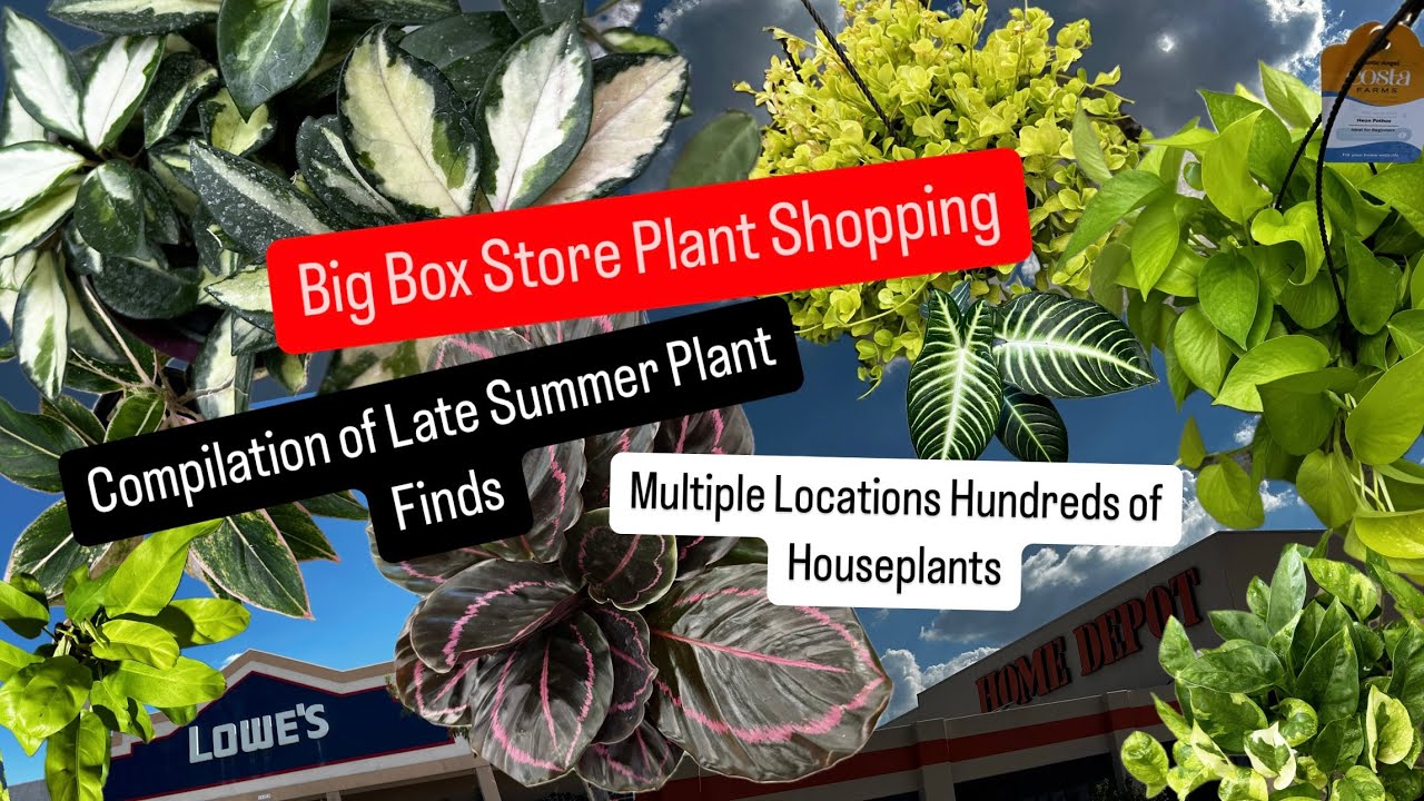 Big Box Store Plant Shopping Marathon Plant Compilation of Lowe's and Home Depot Plant Finds