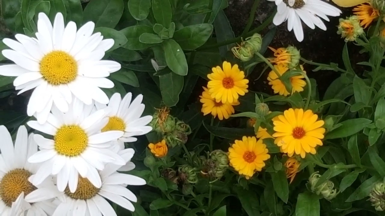 Las Flores,las flores de mil colores