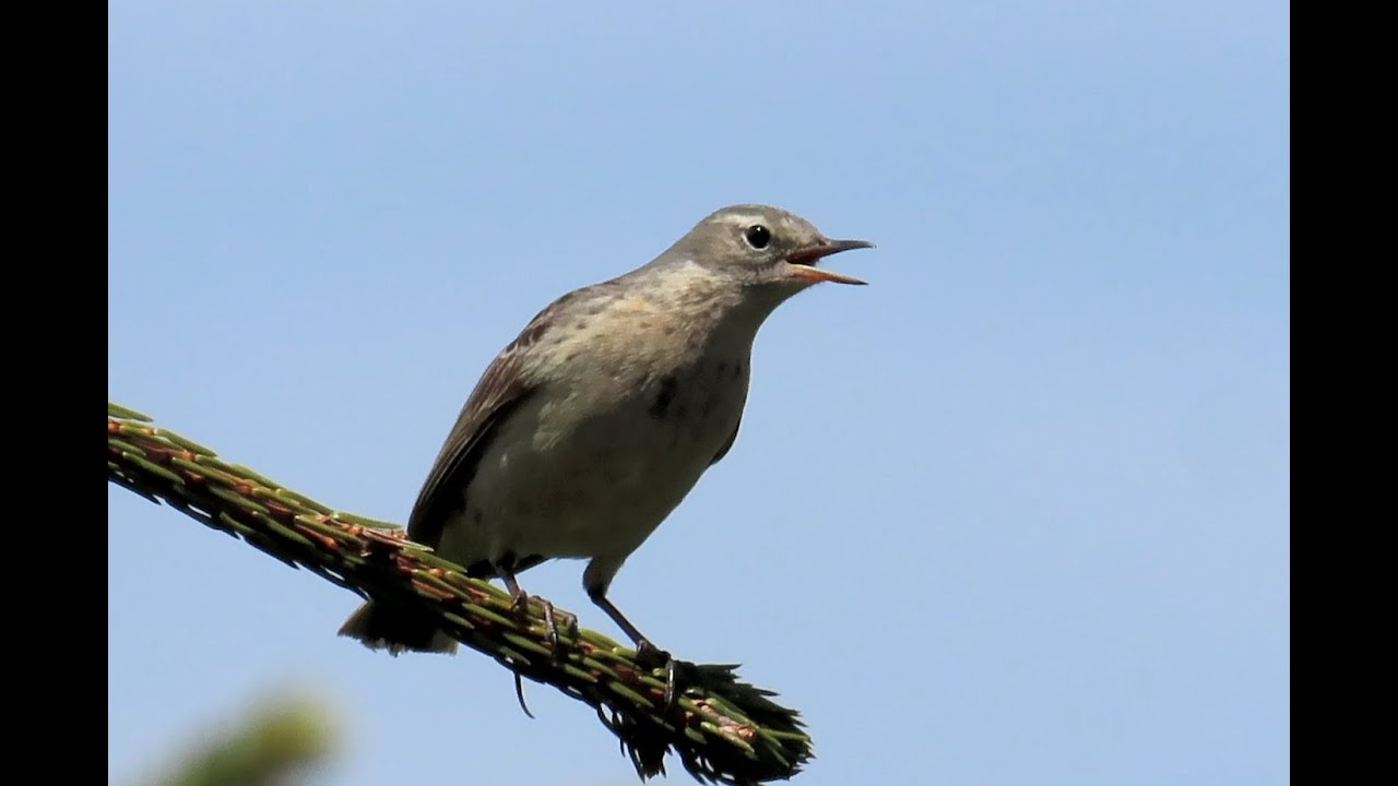 1393. Lindu&scaron;ka horsk&aacute;, Water Pipit, Bergpieper, Waterpieper, Pipit spioncelle, Горный конёк
