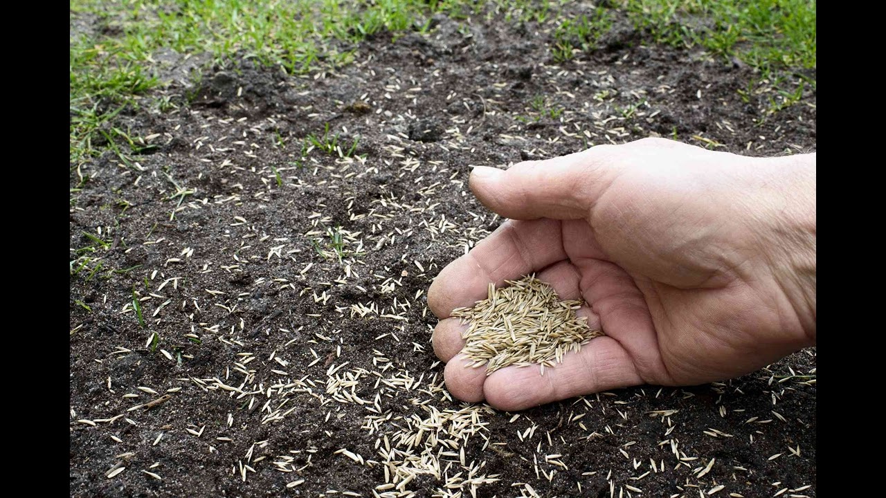 Slit-Seeding: Revitalizing Lawns with Precision Overseeding