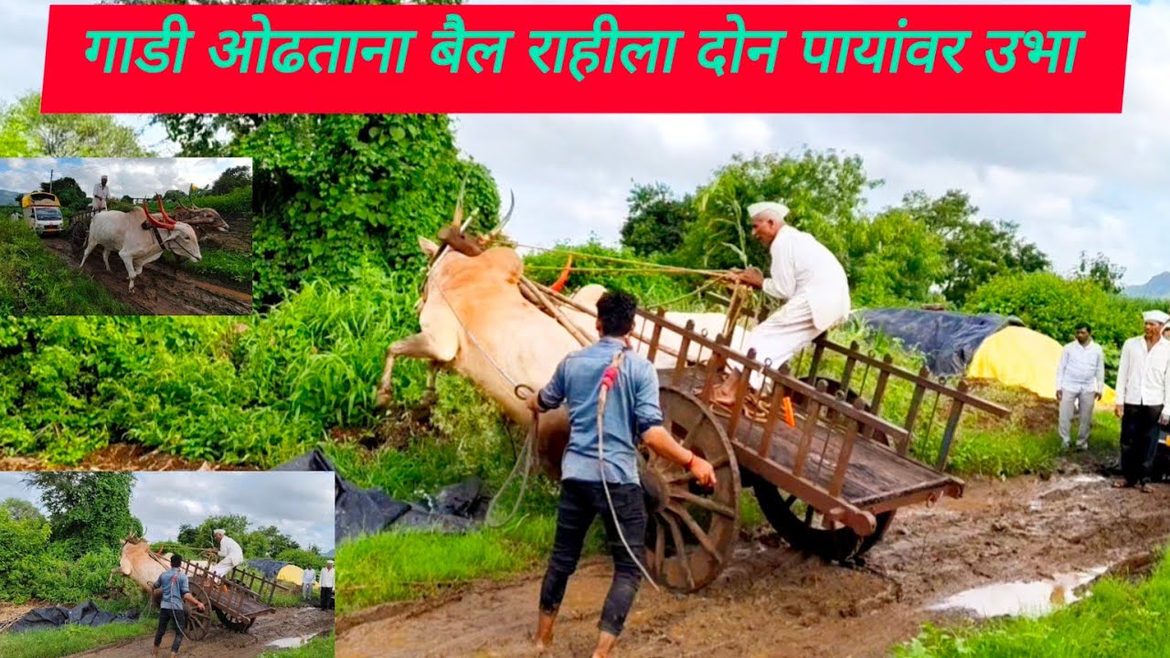 श्री पैलवान संभाजी पिसाळ बावधन यांची नविन खरेदी नाद खिल्लार जातीचा वारसा महाराष्ट्राच्या परंपरेचा 🚩🚩