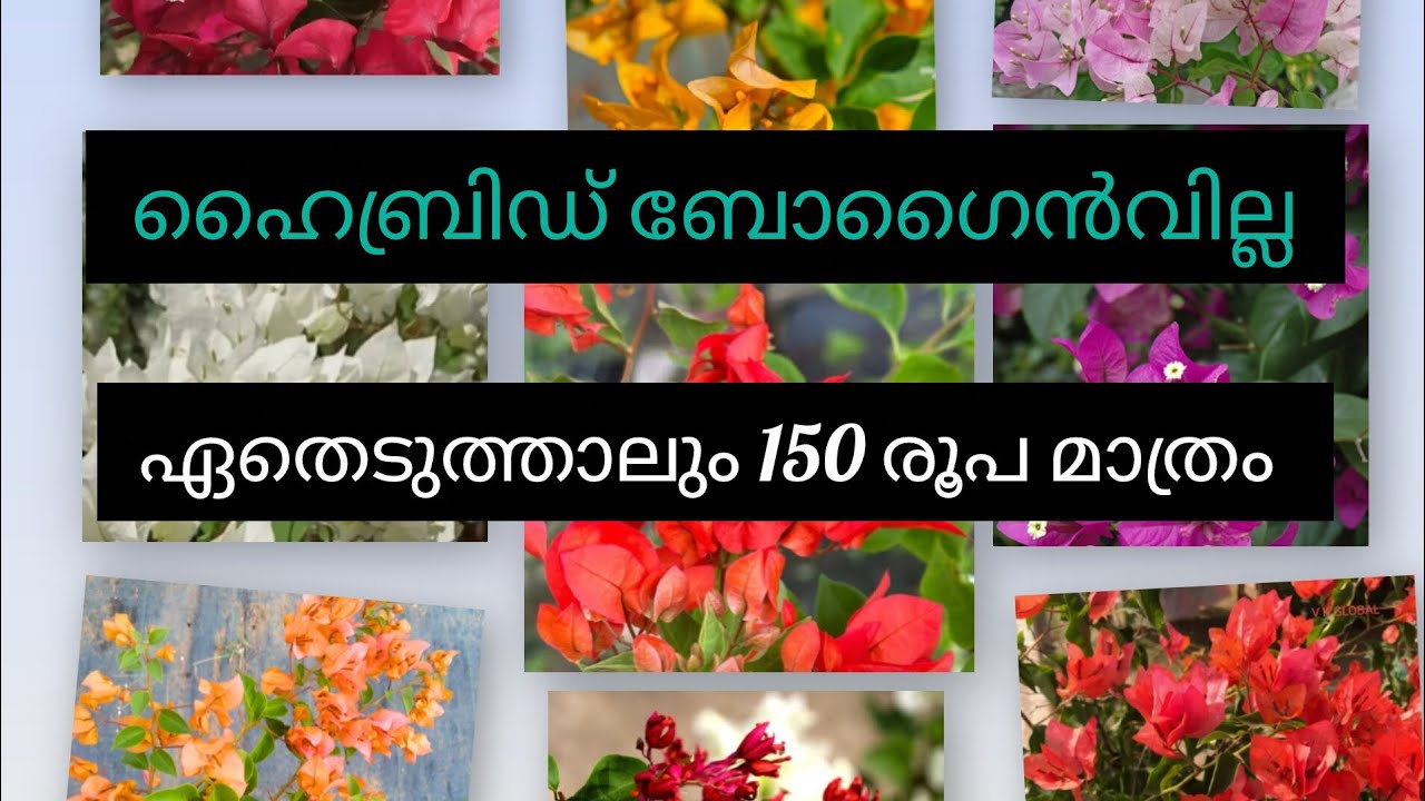 വേഗമാകട്ടെ 150 രൂപയിൽ കിട്ടുന്ന ബോഗൈൻവില്ല ചെടികൾ സ്വന്തമാക്കിക്കോളൂ 8606386934