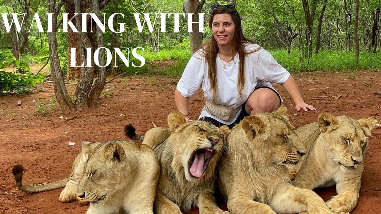 Walking with LIONS | LIVINGSTONE ZAMBIA AFRICA