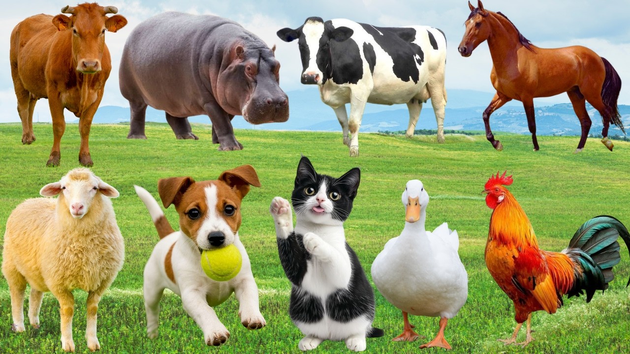 🌿 Chó, Mèo, Heo & Vịt “Hân Hoan Tỏa Sáng” – Đồng Quê Hóa Sân Khấu Dễ Thương | FarmAnimals 🐶🐱🐷🦆