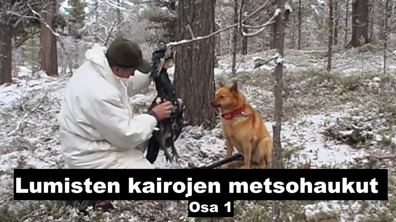 Lumisten kairojen metsohaukut osa  1. Er&auml;elokuva vuodelta 2007. Videosara.