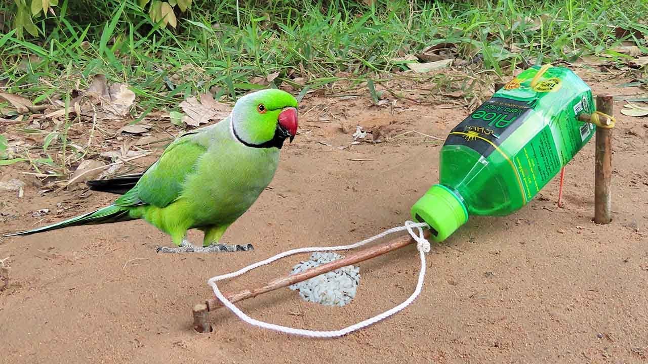 Unique Quick Parrot Trap Using Plastic Cans And Wood - Best Bird Trap working 100%