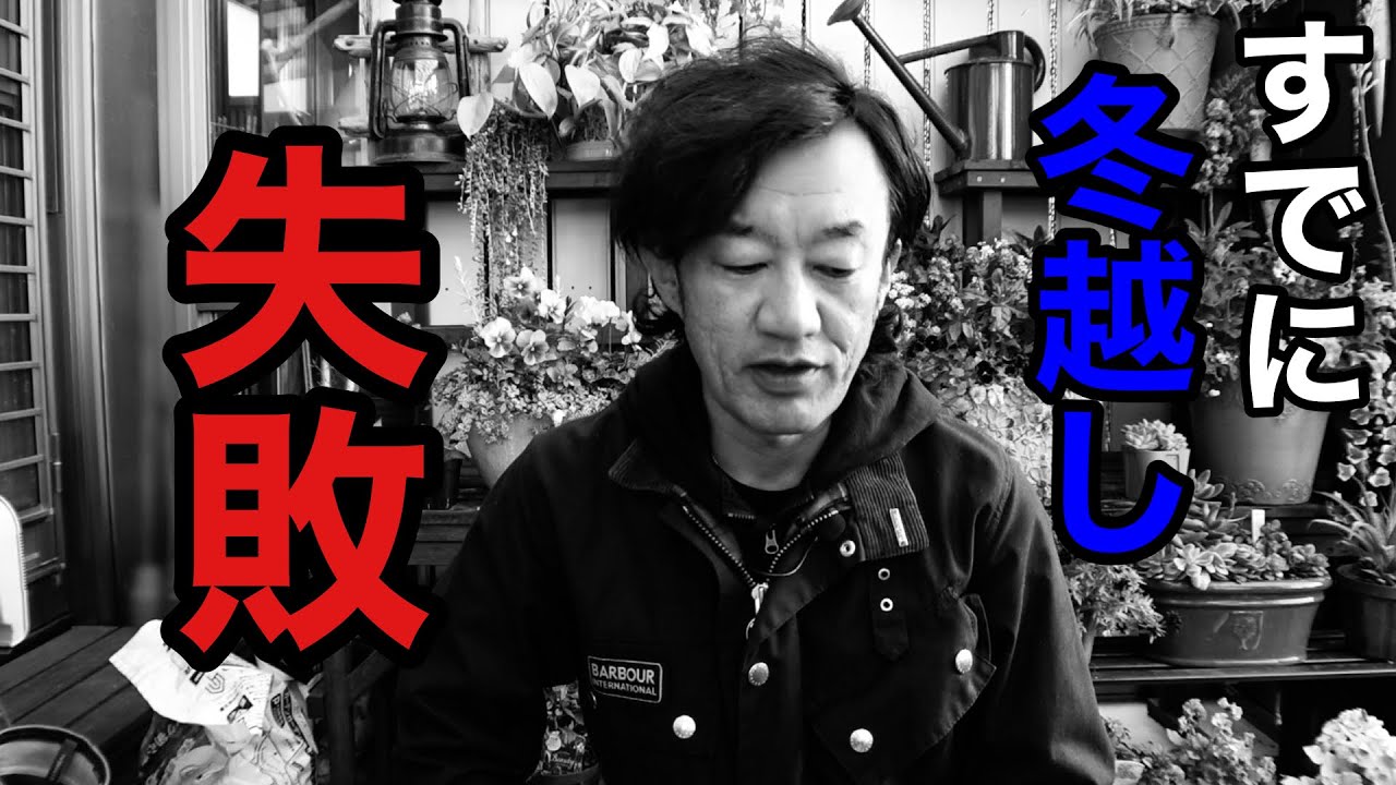 これだけ寒いとサンルームでも枯れる。。。　【園芸超人カーメン君】