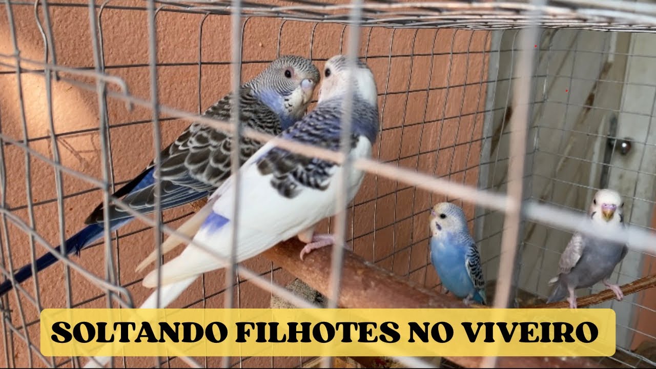 Meu primeiro vídeo na criação de periquito australiano 