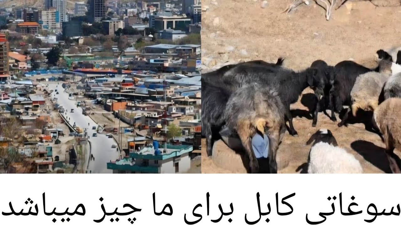 از کابل برای ما چیز سوغاتی امدہ است ؟؟🤔🤔🤔