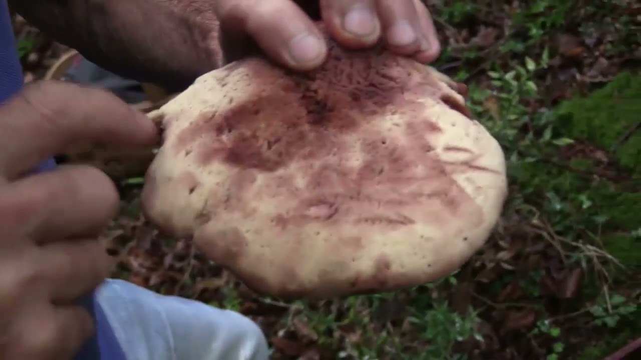 Micología | Fistulina Hepatica | 9.9.2023